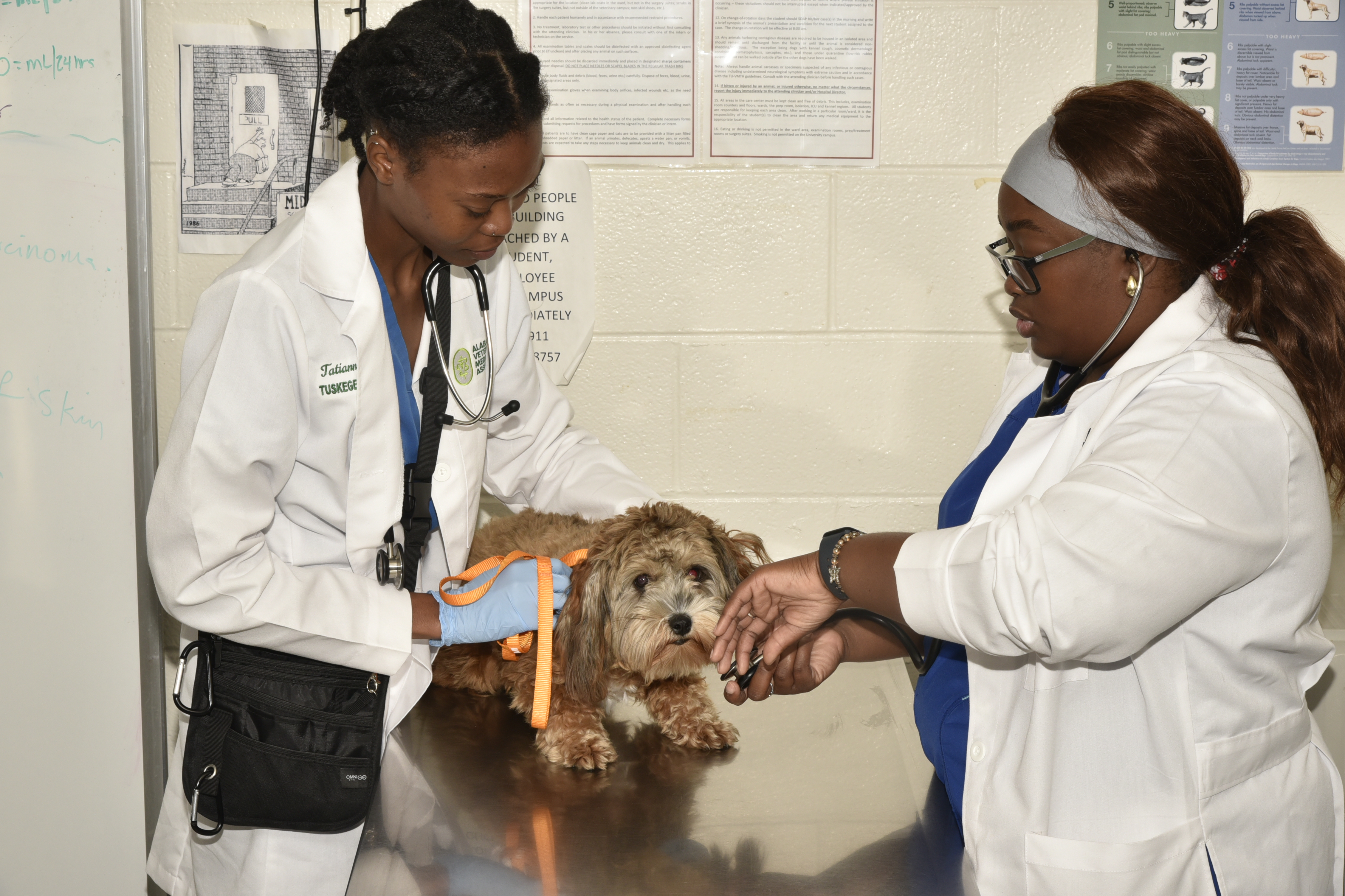 Small Animal Medicine