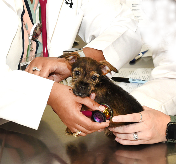 small animal teaching hospital