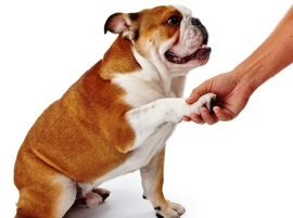 Dog shaking hands.